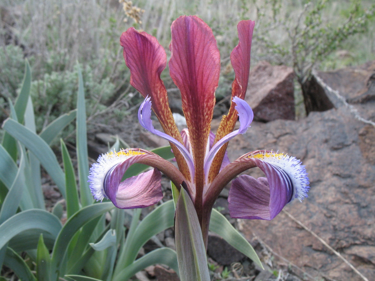 Image of Iris glaucescens specimen.