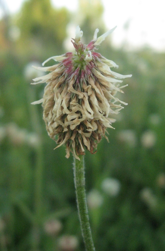 Image of Trifolium montanum specimen.