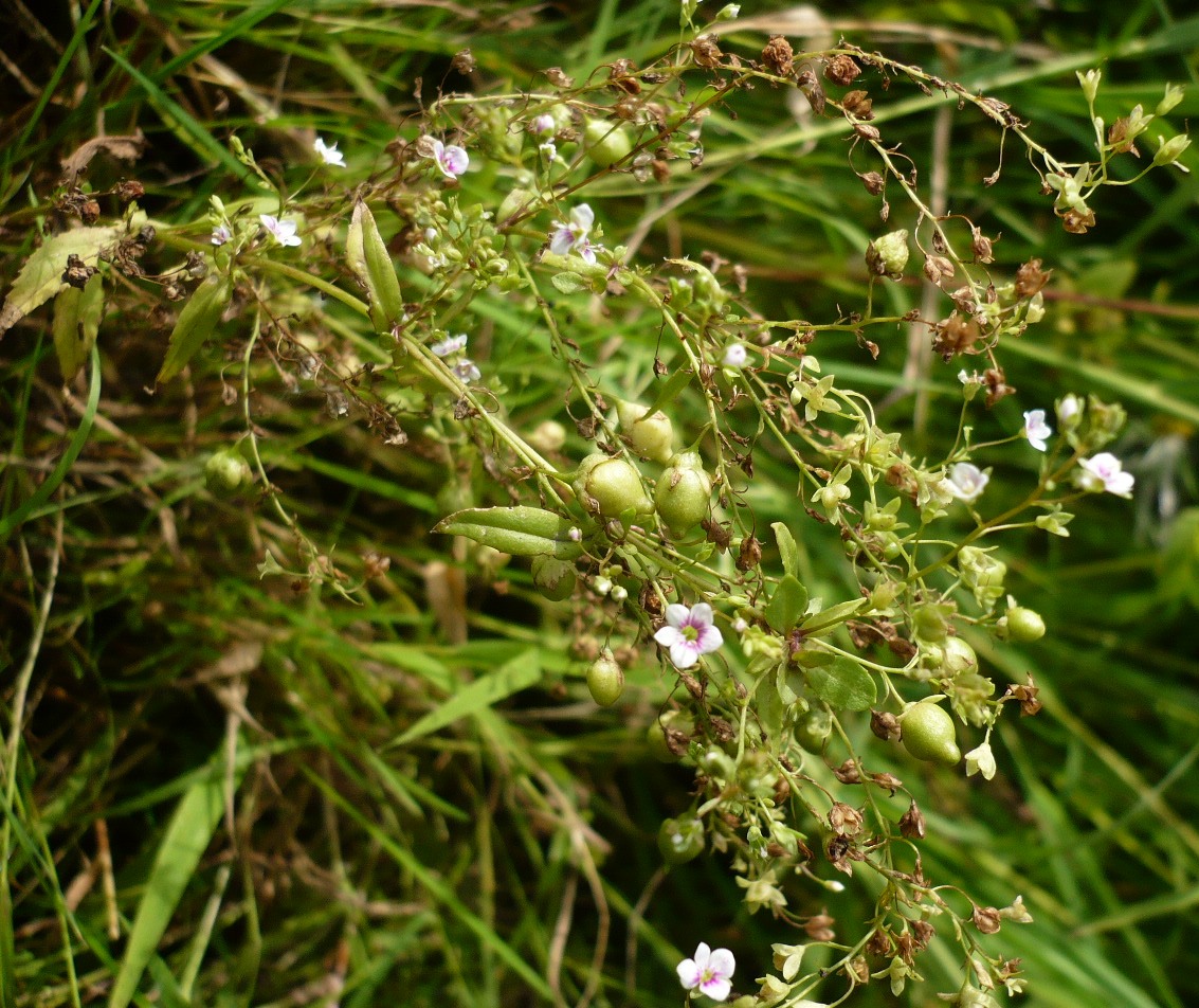 Image of Veronica anagallis-aquatica specimen.