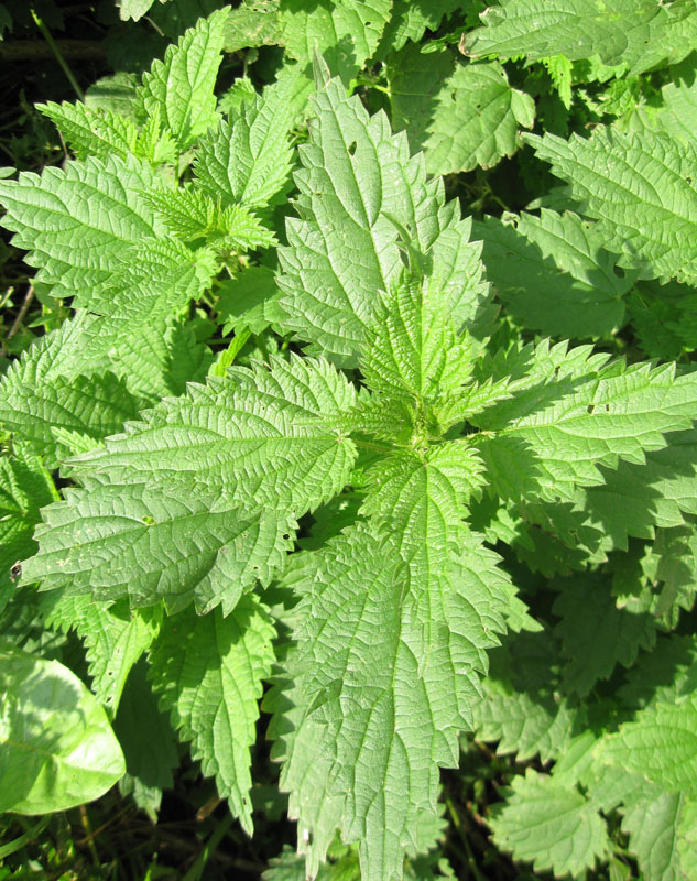 Image of Urtica dioica specimen.