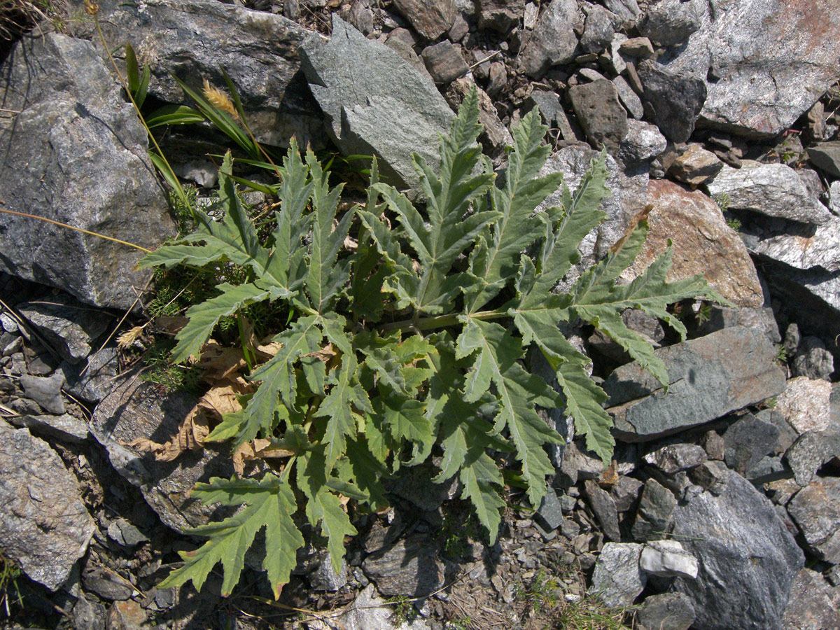 Image of Heracleum freynianum specimen.