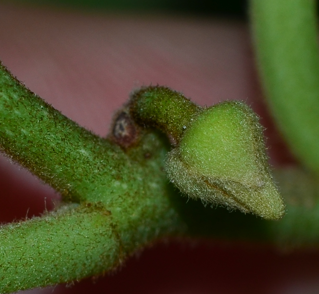 Image of Annona &times; atemoya specimen.