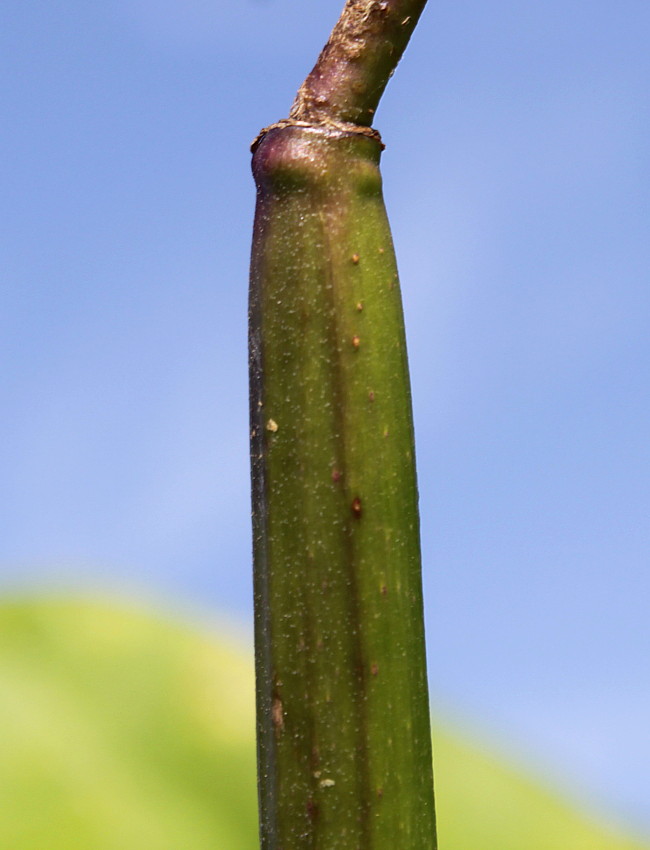 Image of Catalpa bignonioides specimen.