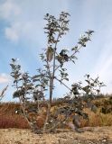 Solanum nigrum