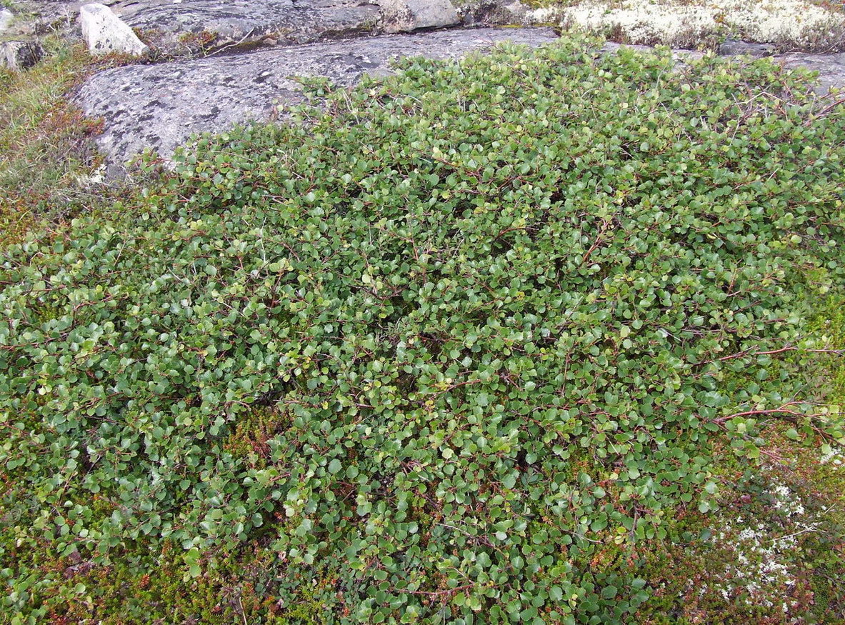 Image of Betula × alpestris specimen.