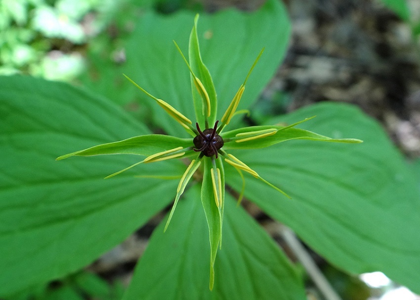 Image of Paris quadrifolia specimen.