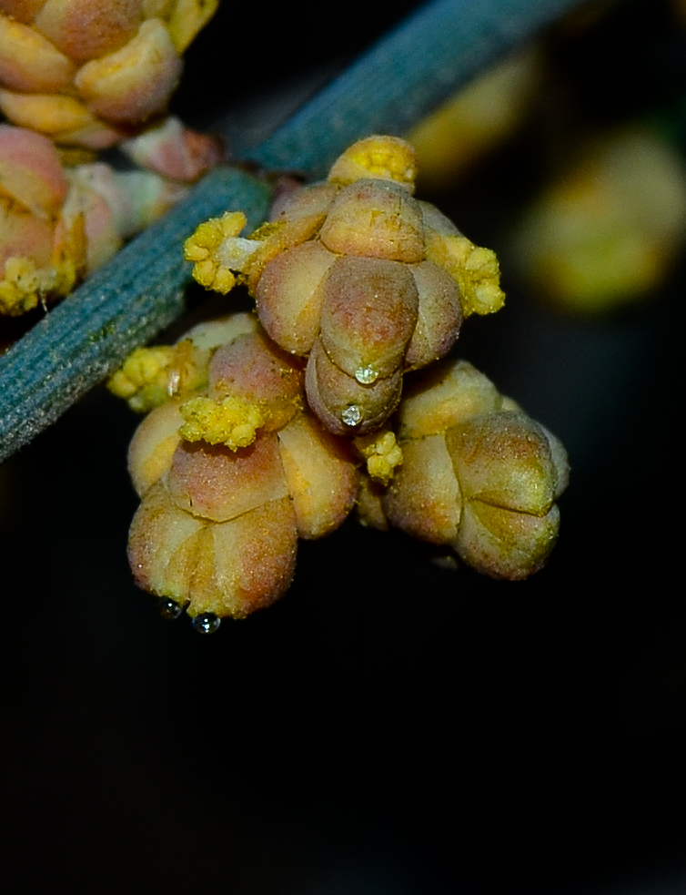 Image of Ephedra foeminea specimen.