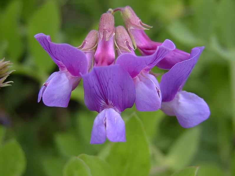 Изображение особи Lathyrus japonicus.