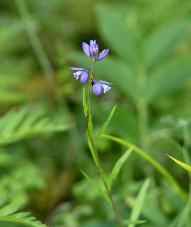 Изображение особи Polygala wolfgangiana.