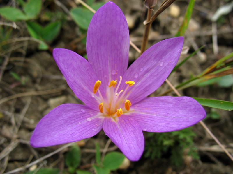 Image of Colchicum laetum specimen.