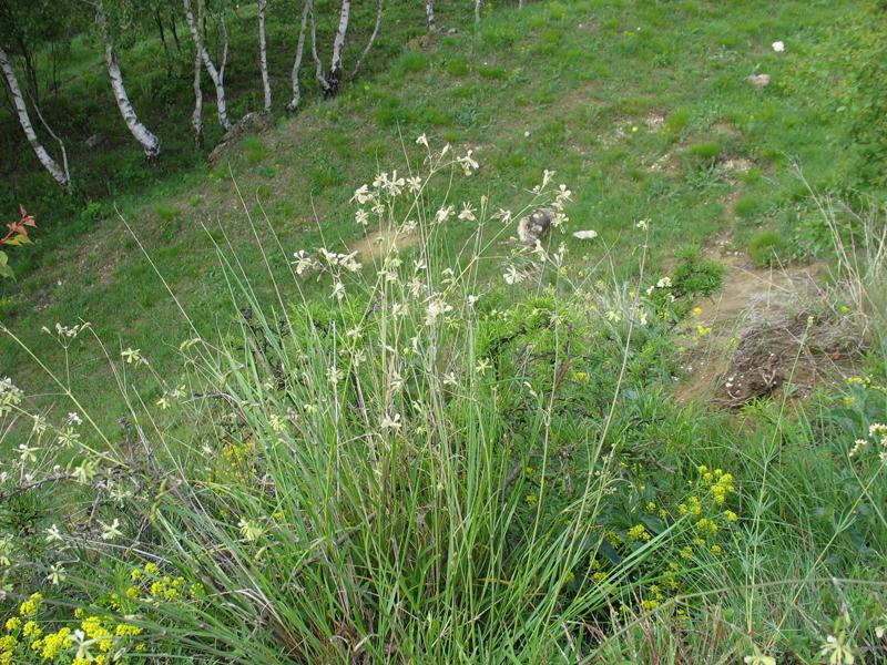 Изображение особи Silene saxatilis.