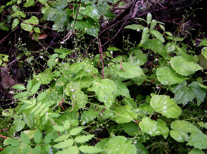 Изображение особи Circaea alpina.