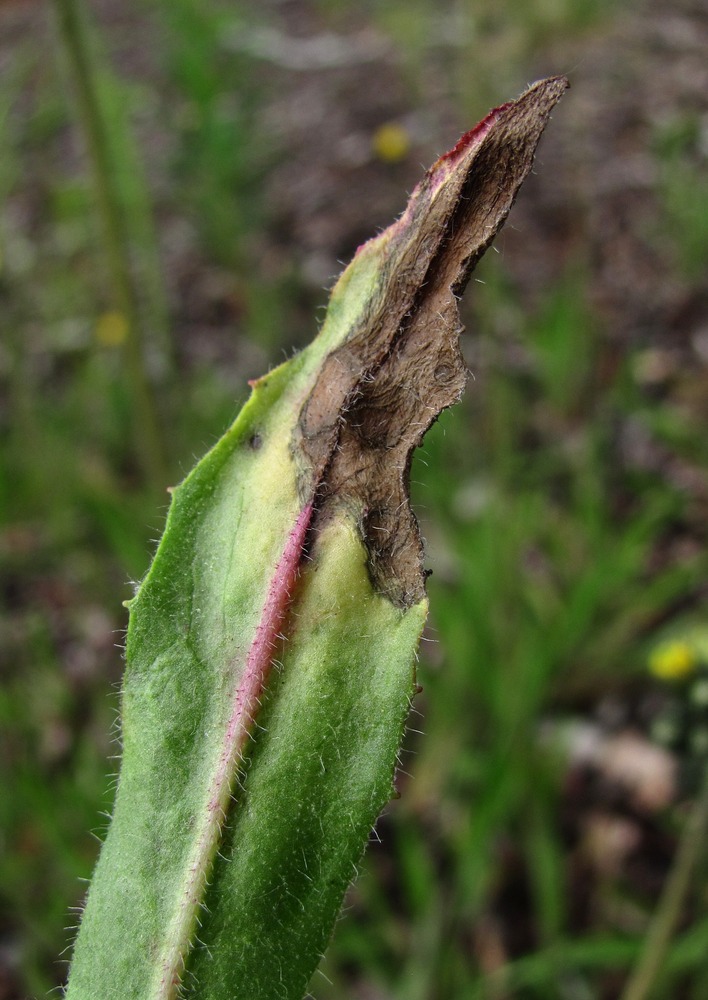 Image of Pilosella caespitosa specimen.