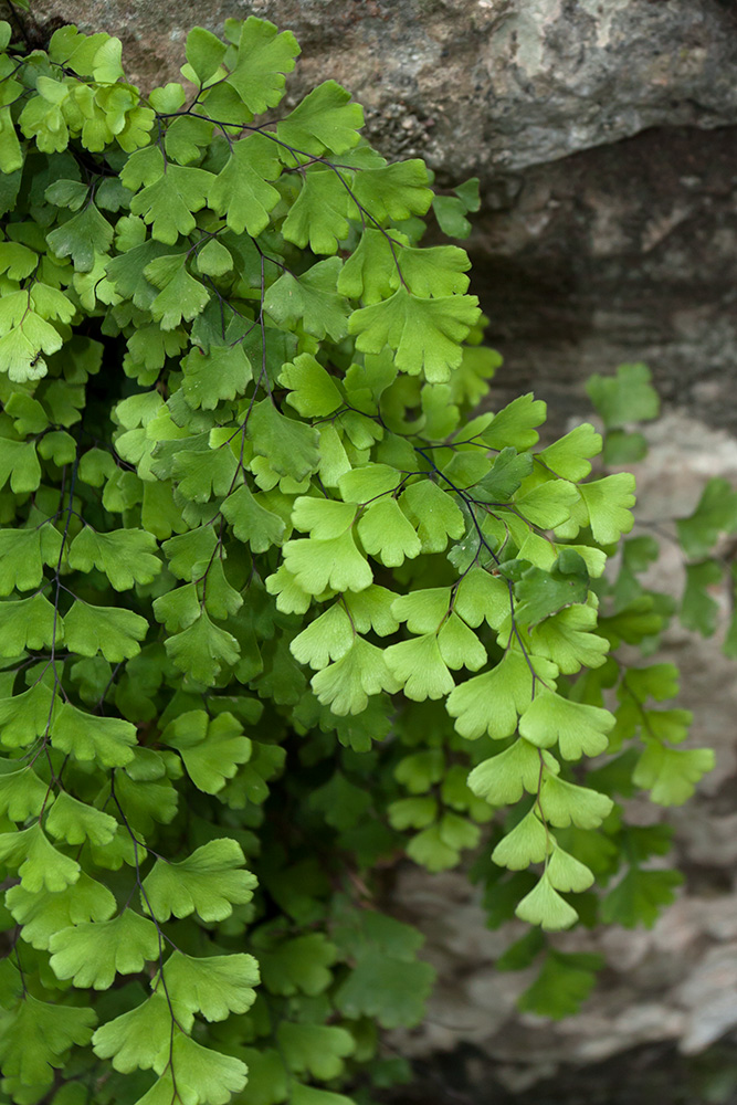 Изображение особи Adiantum capillus-veneris.