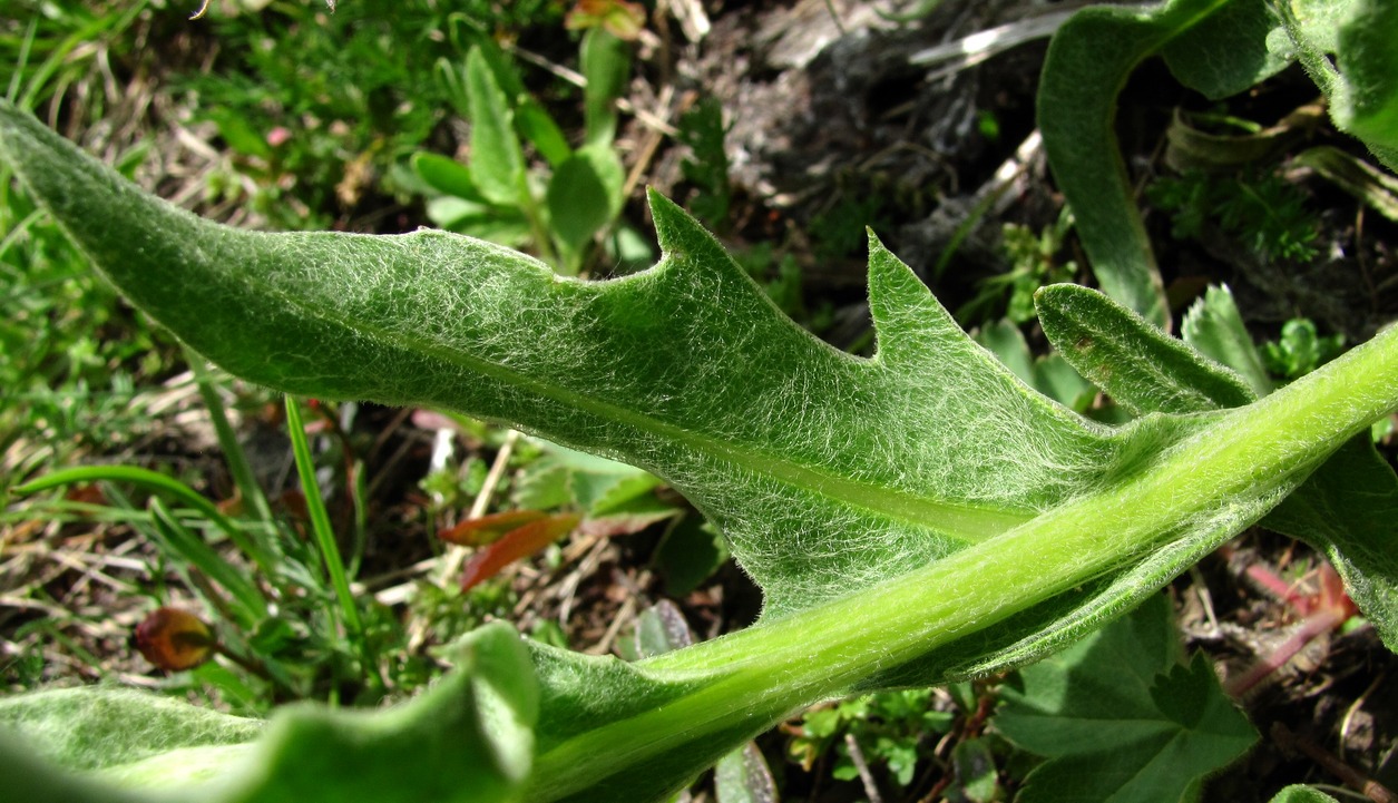 Image of Centaurea cheiranthifolia specimen.