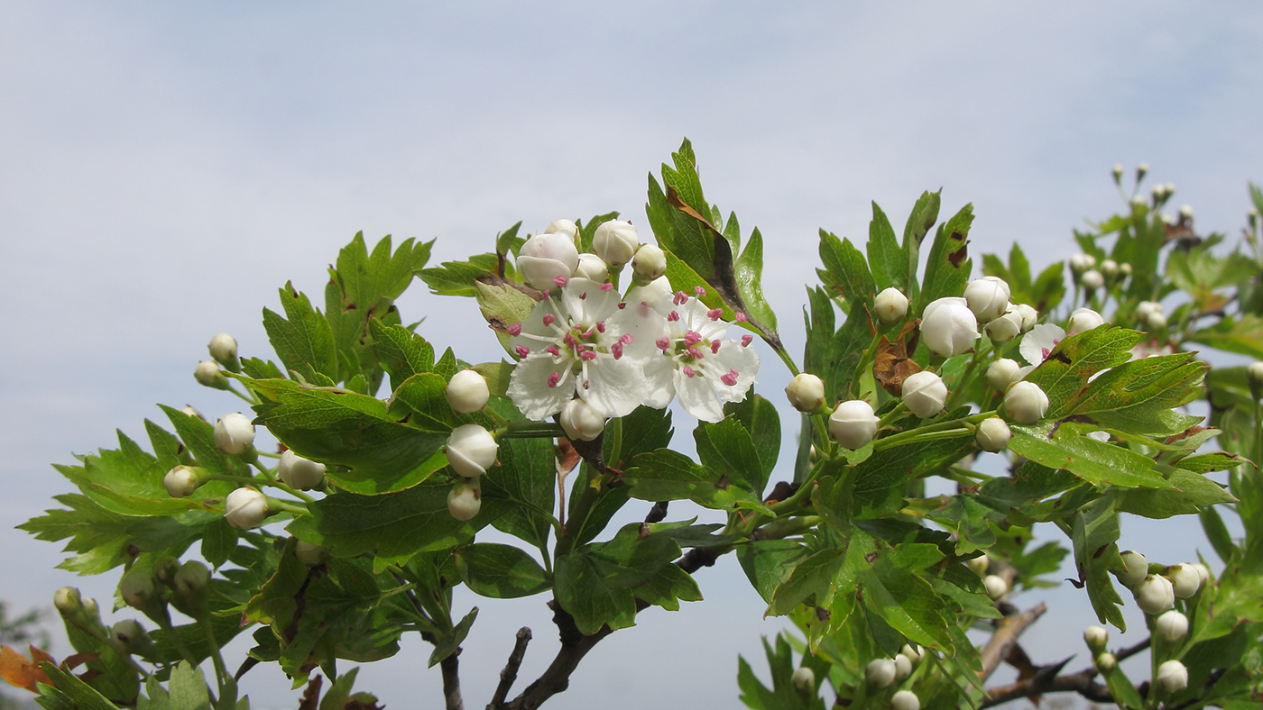 Image of Crataegus rhipidophylla specimen.