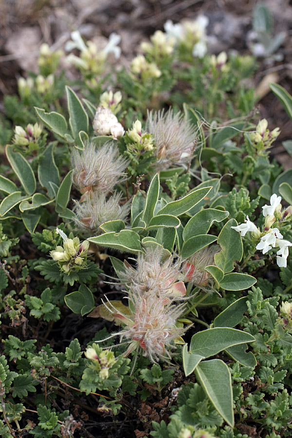 Image of Hedysarum acutifolium specimen.