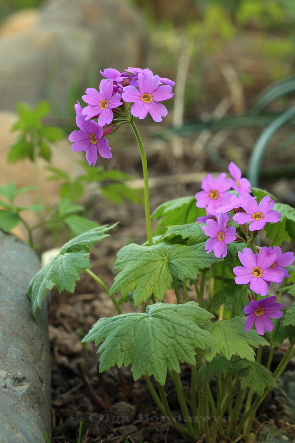 Image of Primula jesoana specimen.