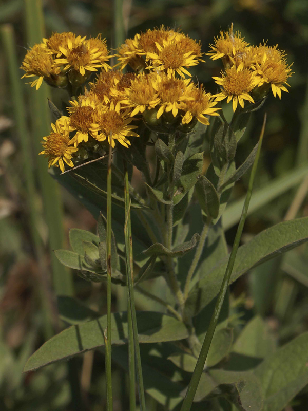 Изображение особи Inula germanica.