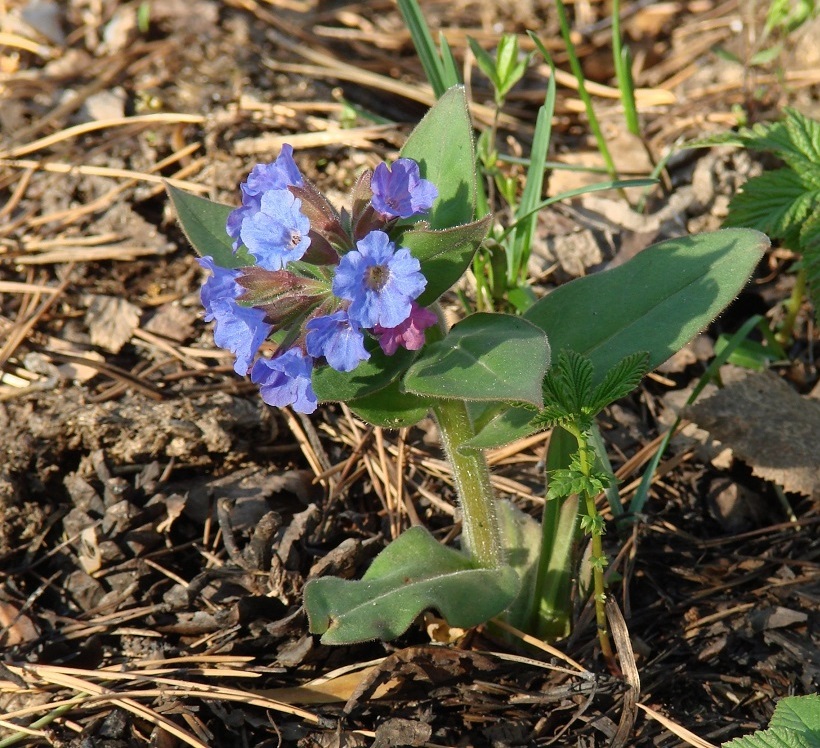 Изображение особи Pulmonaria mollis.