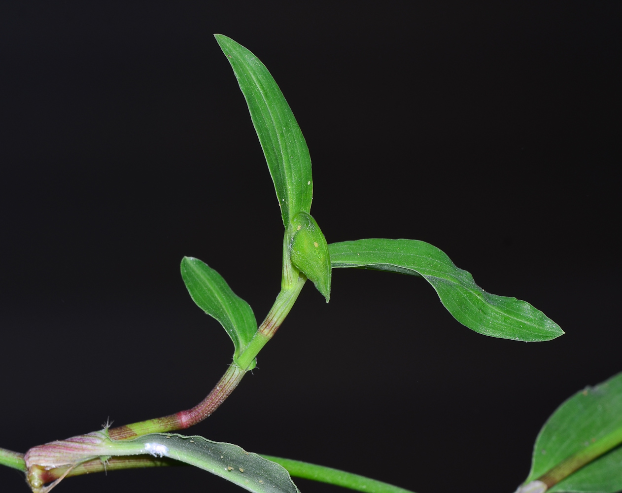 Image of Commelina erecta specimen.