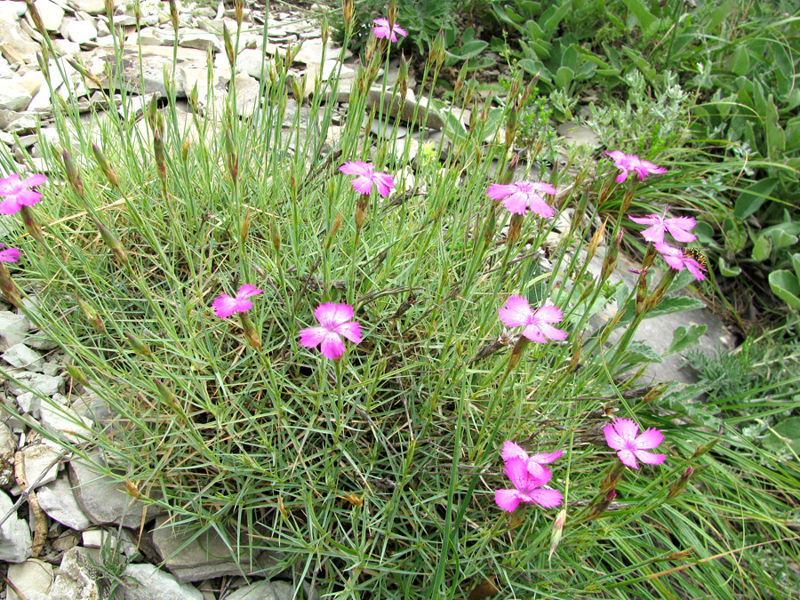 Image of Dianthus acantholimonoides specimen.