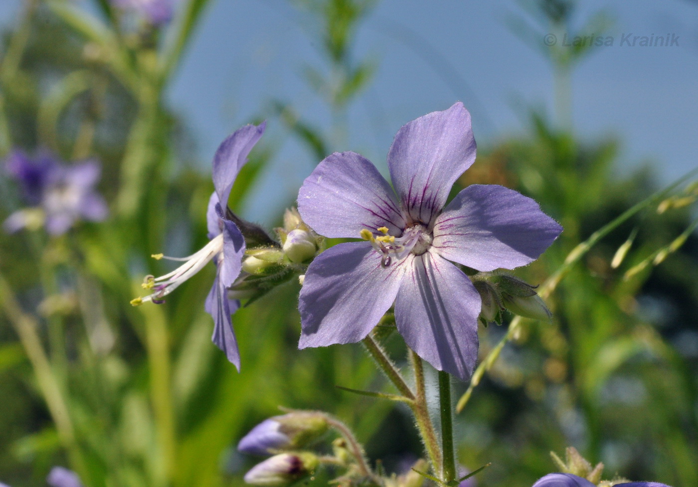 Image of Polemonium laxiflorum specimen.