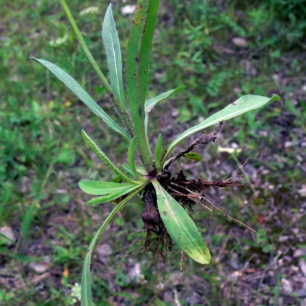 Изображение особи Pilosella onegensis.