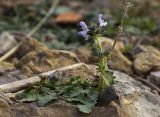 Salvia verbenaca. Цветущее и плодоносящее растение в расщелине камней. Греция, Эгейское море, о. Парос, холм Кефалос, окр. монастыря Св. Антония. 02.01.2016.