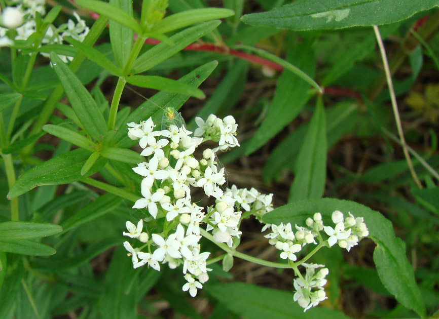 Изображение особи Galium boreale.