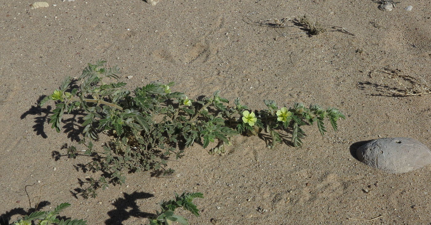 Изображение особи Tribulus macropterus.