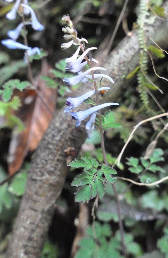 Image of genus Corydalis specimen.