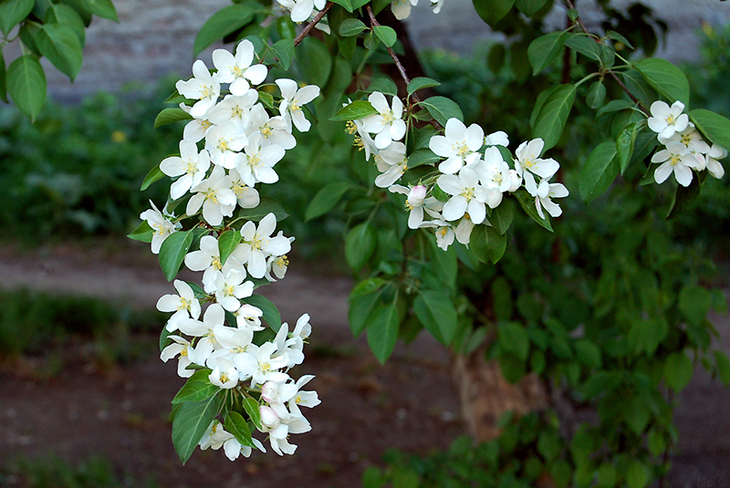 Image of Malus baccata specimen.