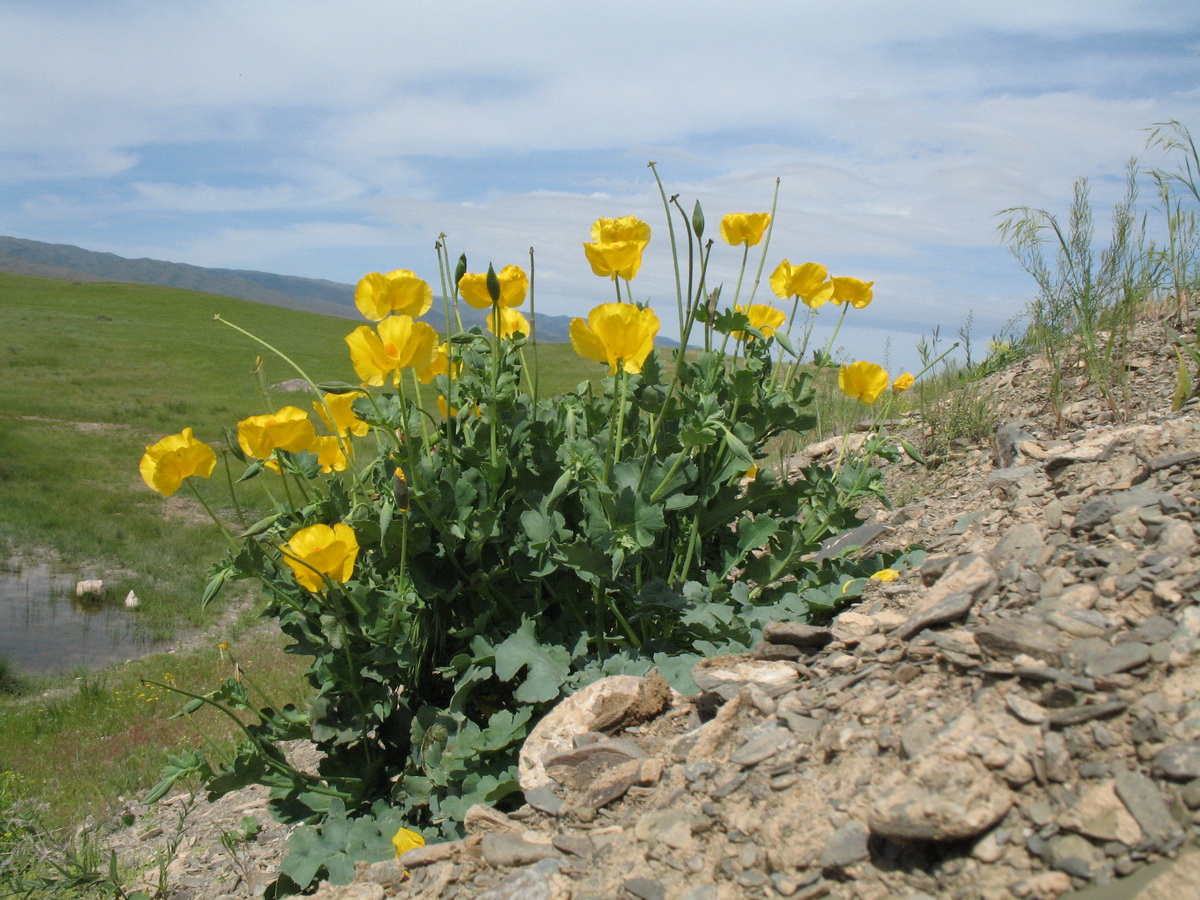 Image of Glaucium fimbrilligerum specimen.