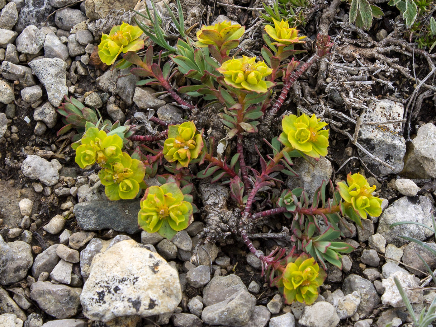 Image of Euphorbia petrophila specimen.