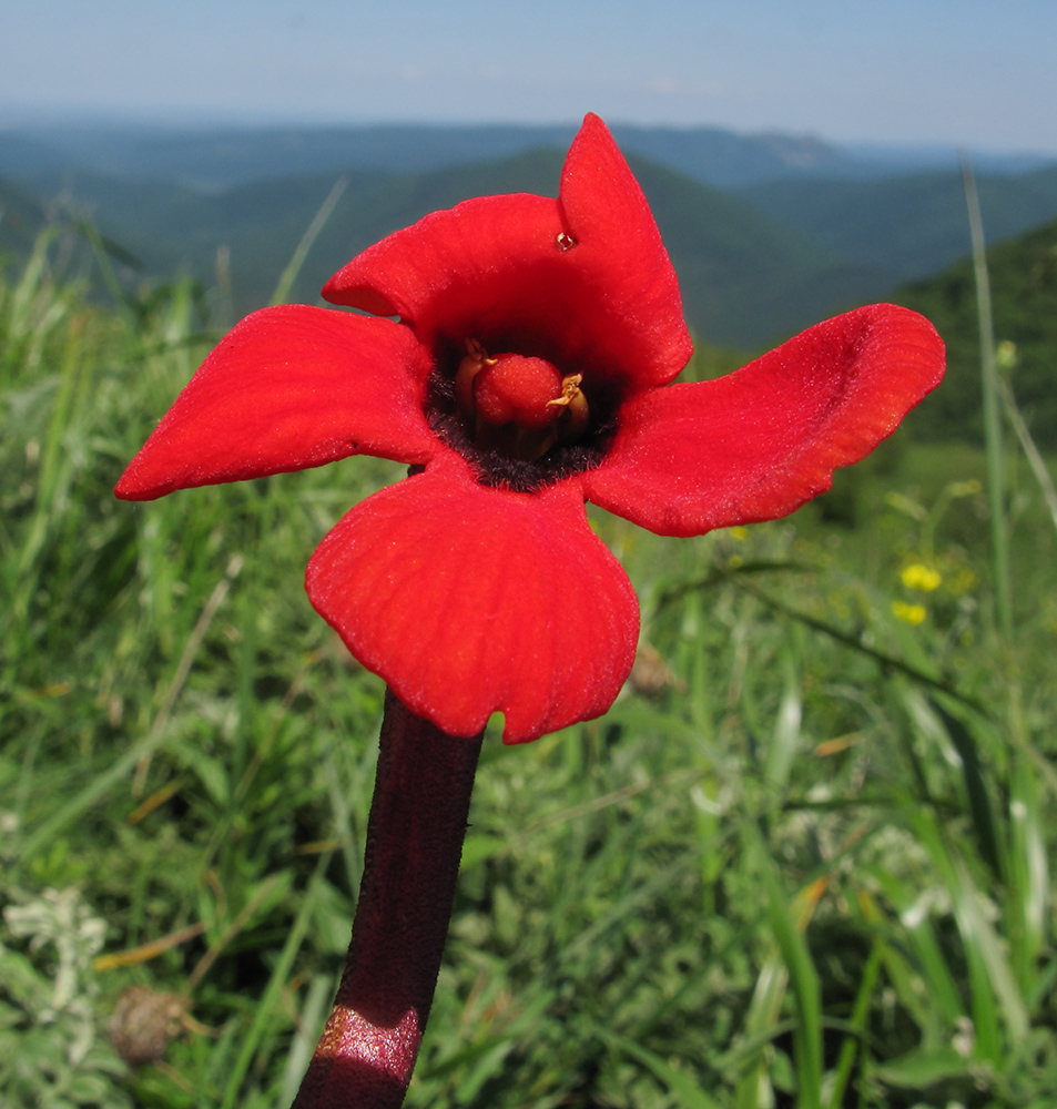 Image of Phelypaea coccinea specimen.