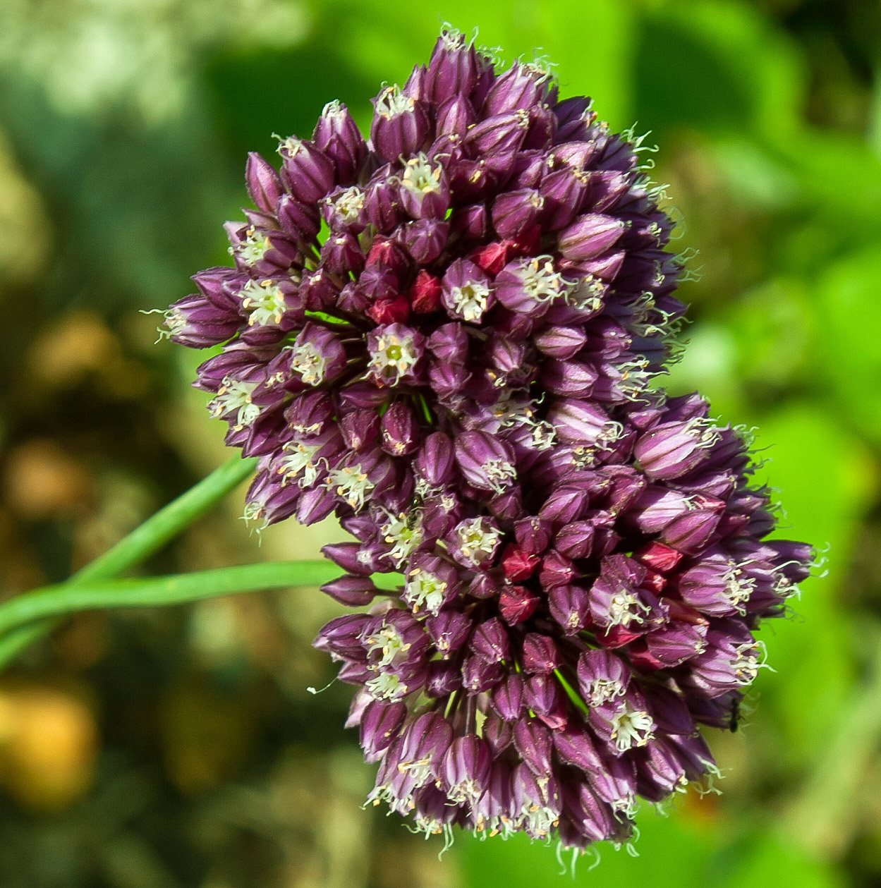 Image of Allium rotundum specimen.