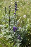 Aconitum altaicum