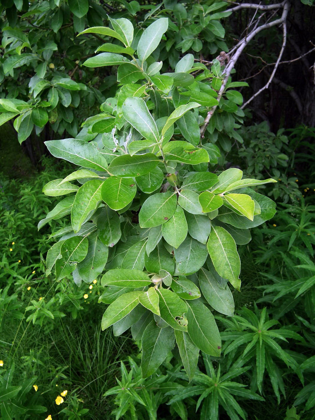 Image of Salix caprea specimen.