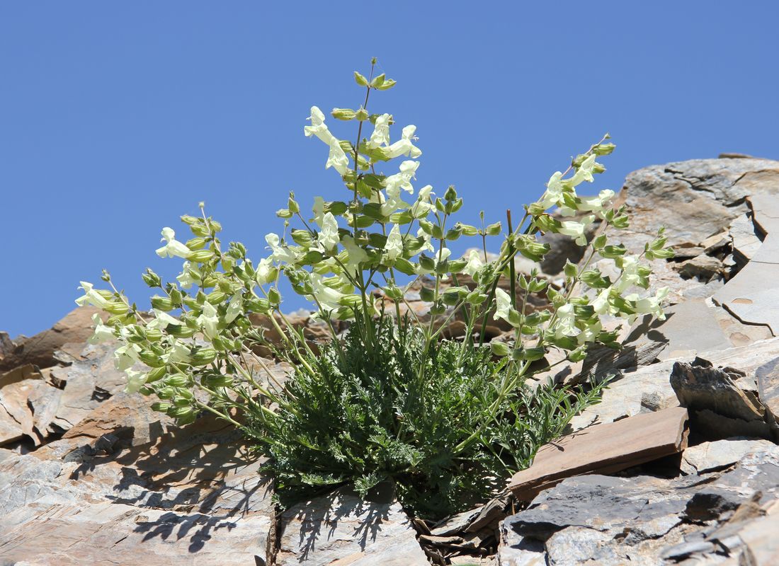 Image of Salvia submutica specimen.