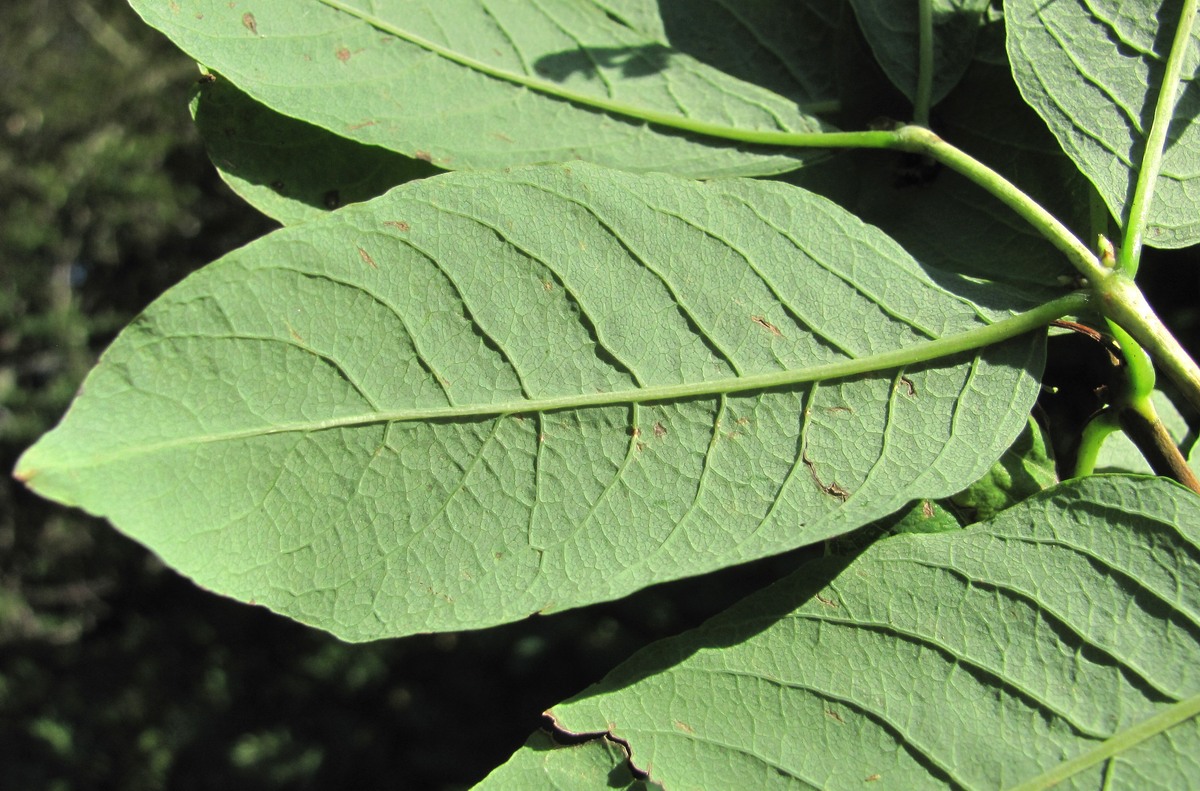 Image of Lonicera orientalis specimen.