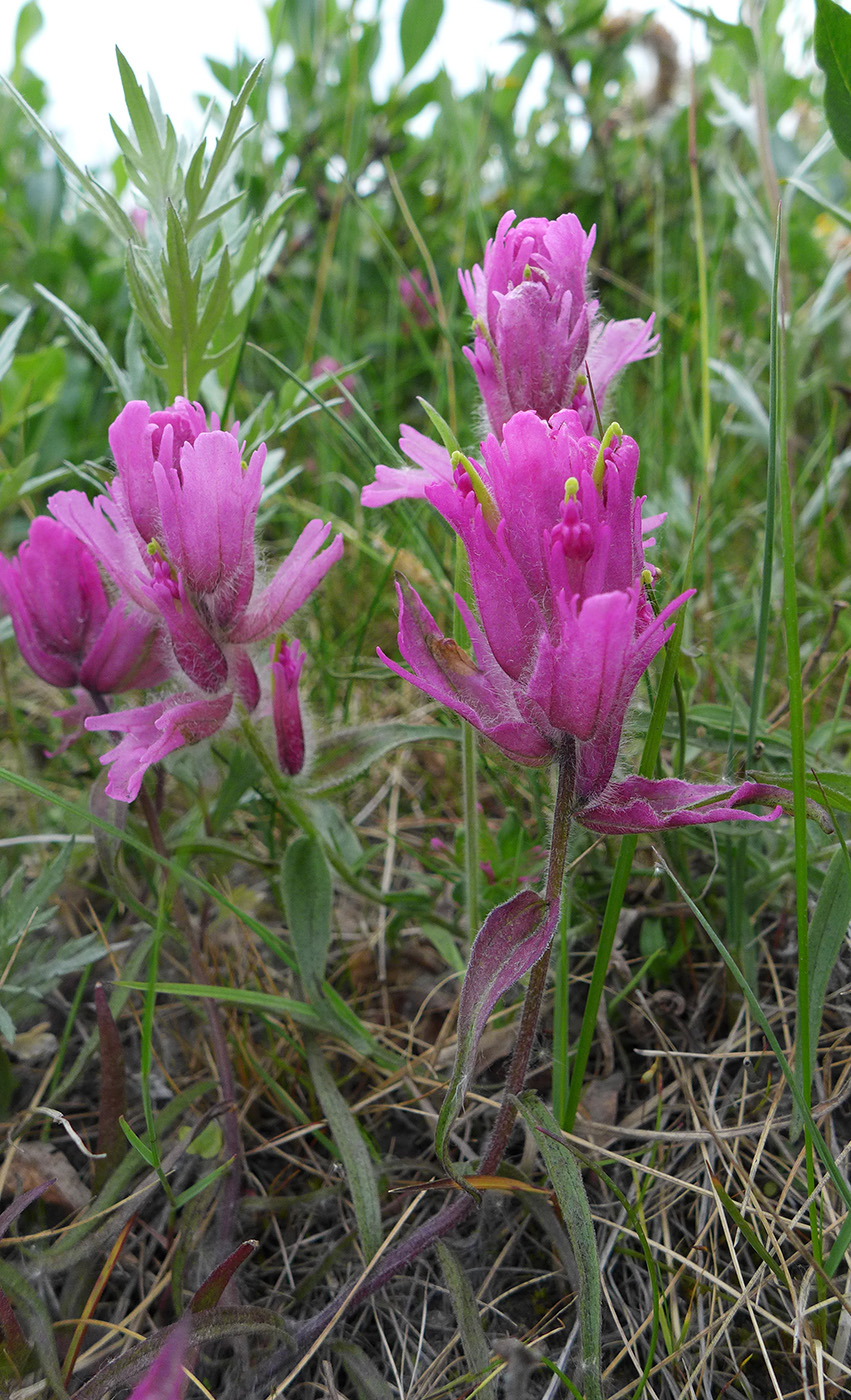 Изображение особи Castilleja elegans.