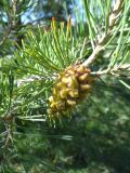 Pinus sylvestris подвид hamata