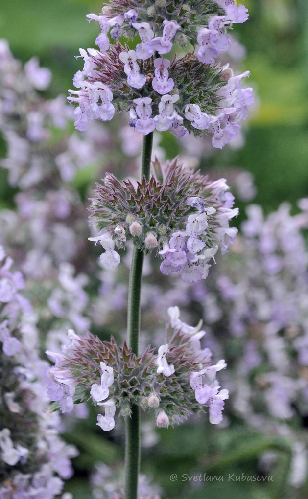 Image of genus Nepeta specimen.