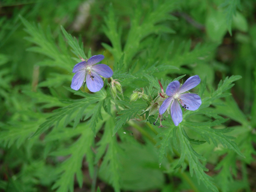 Image of Geranium transbaicalicum ssp. turczaninovii specimen.