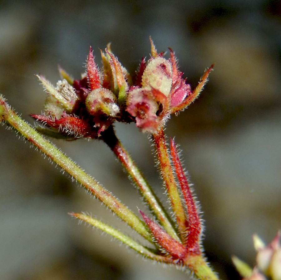 Изображение особи Asperula markothensis.