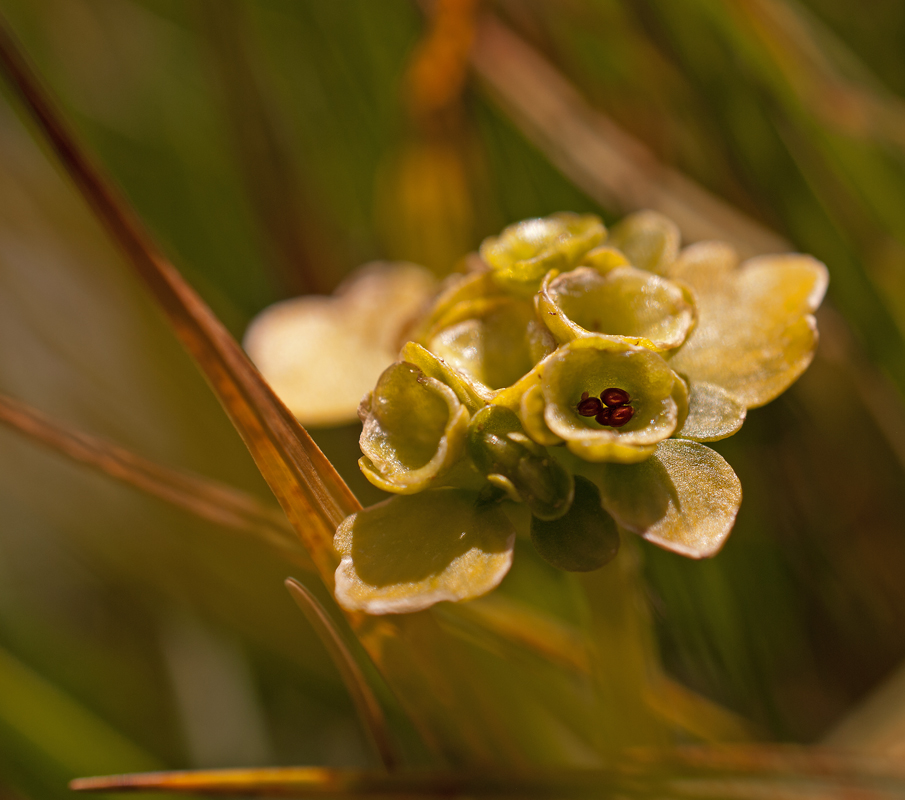 Image of Chrysosplenium peltatum specimen.