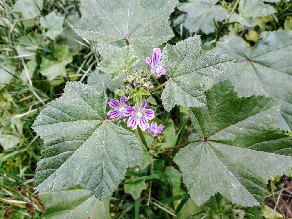 Изображение особи Malva multiflora.