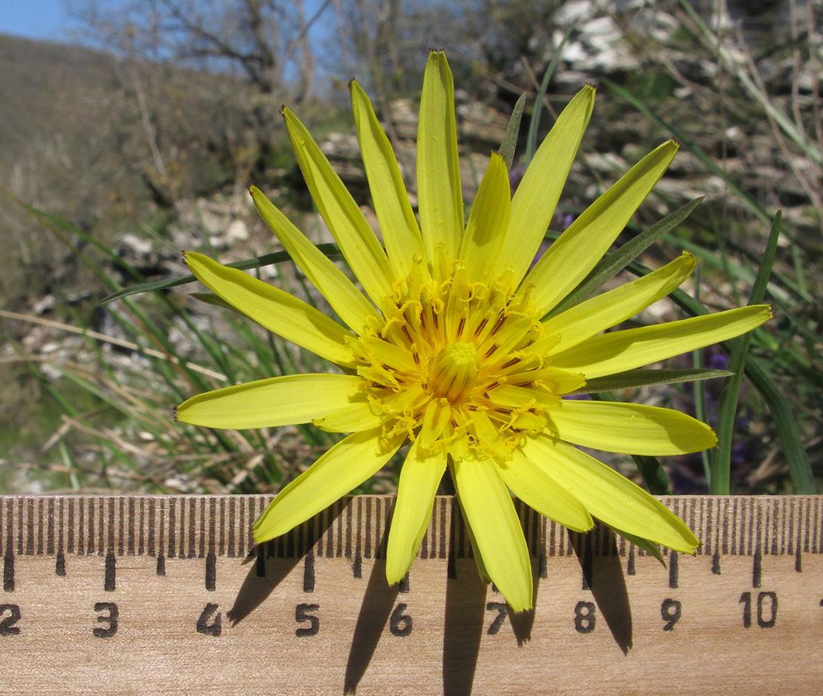 Image of genus Tragopogon specimen.