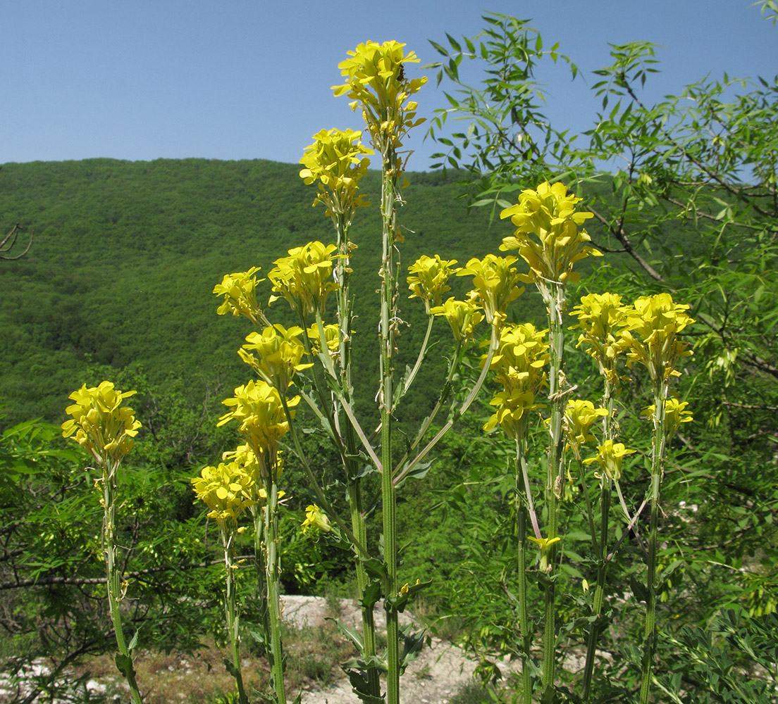 Растения Краснодарского края